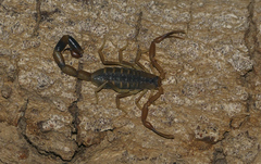 Uroplectes otjimbinguensis