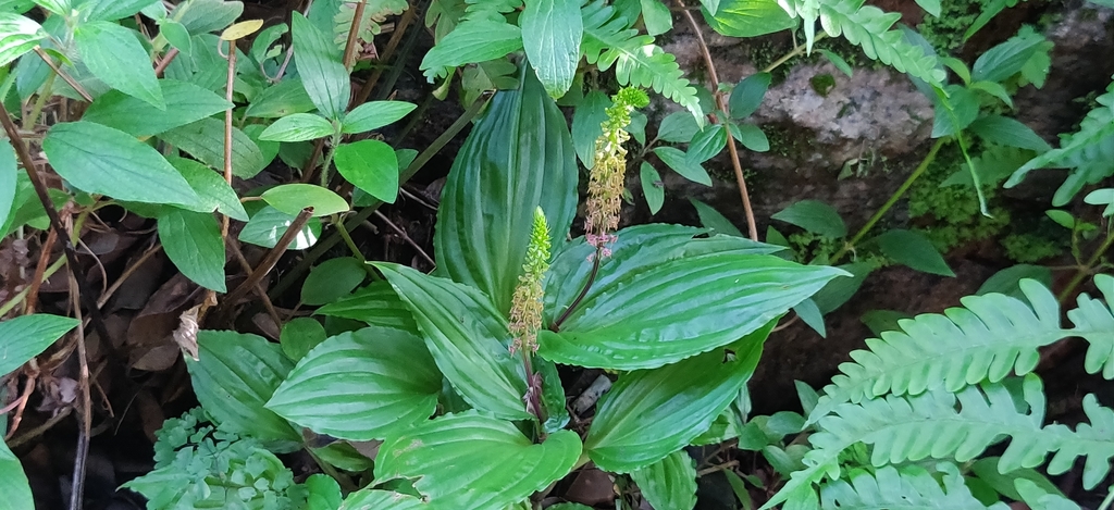 Crepidium versicolor