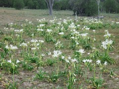 Crinum flaccidum