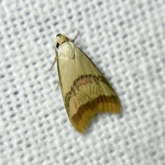 Hapaloteucha paragramma