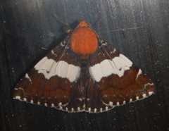 Buzara latizona