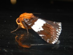 Buzara latizona