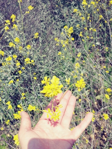 iNaturalist observation photo of Black Mustard