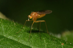 Xanthochlorus