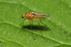 Xanthochlorus
