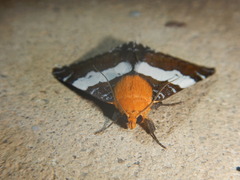 Buzara latizona