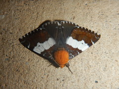 Buzara latizona
