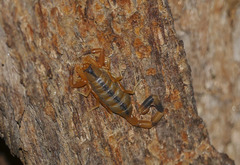 Uroplectes otjimbinguensis