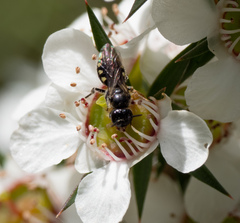 Euhesma crabronica
