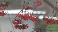 Sorbus aucuparia