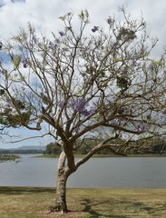 Dendrophthoe curvata