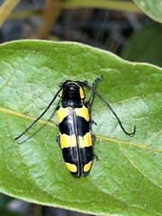 Tragocephala pretiosa