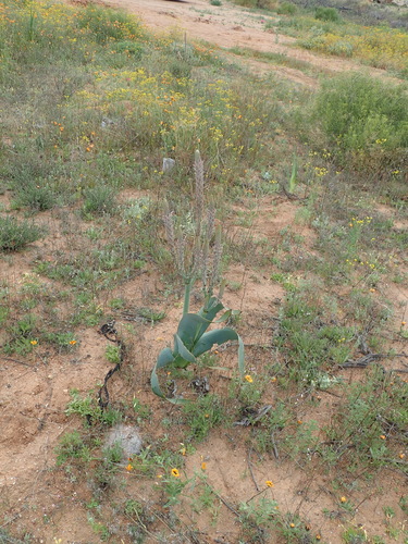 Image of Trachyandra falcata by no rights reserved
