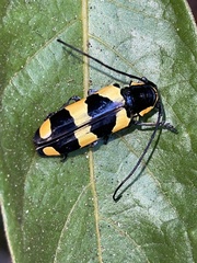 Tragocephala pretiosa