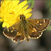 Mountain Skipper - Photo (c) Ken Harris EntSocVic, some rights reserved (CC BY-NC), uploaded by Ken Harris EntSocVic