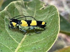 Tragocephala pretiosa