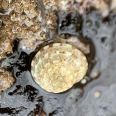 Notogibbula preissiana