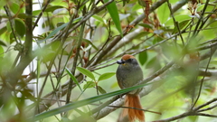 Synallaxis ruficapilla