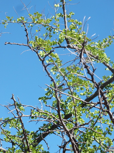 Haematoxylum campechianum