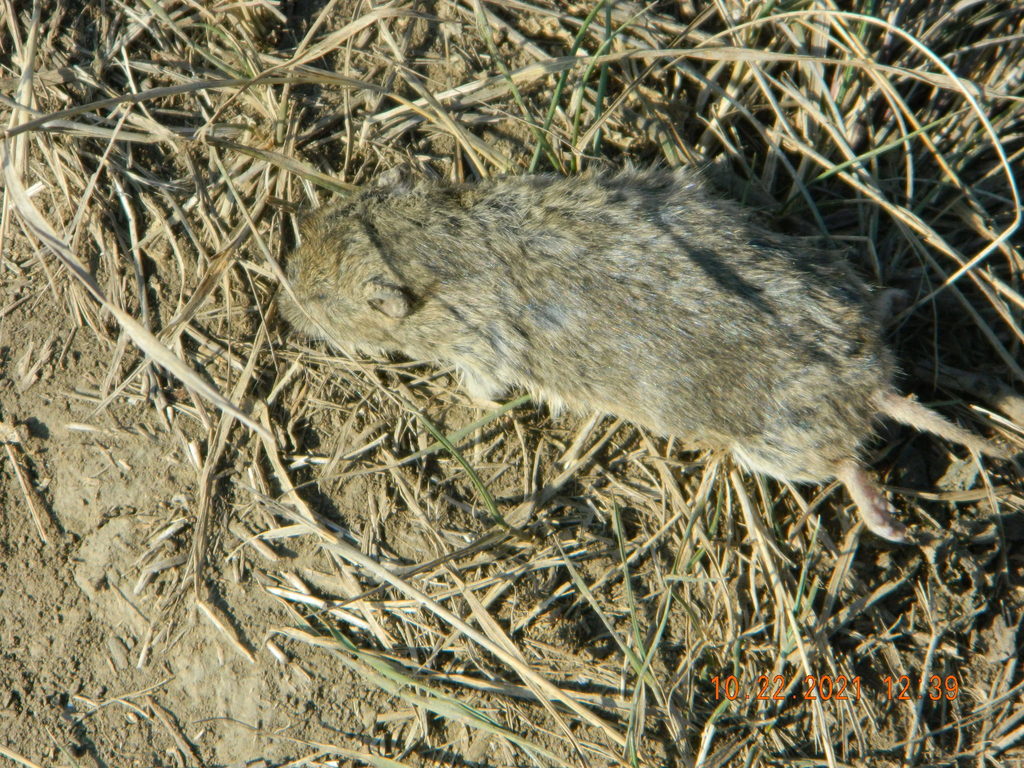 Social Vole