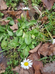 Bellis perennis