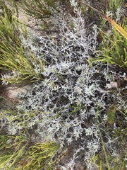 Helichrysum cylindriflorum