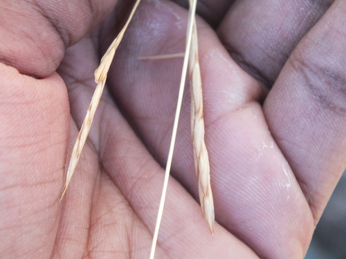 Heteropogon contortus iNat (2)