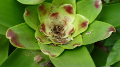 Vriesea philippocoburgi