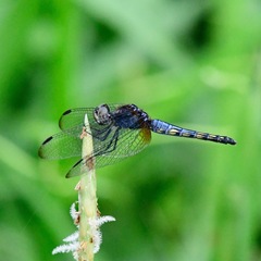 Indothemis limbata