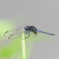 Indothemis limbata