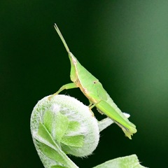 Tagasta marginella