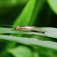 Euscyrtinae