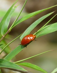 Iphiclus simplex