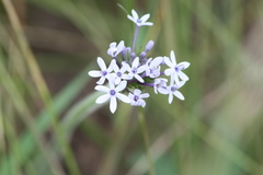 Pentanisia prunelloides