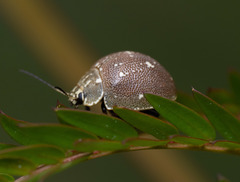 Paropsis aegrota