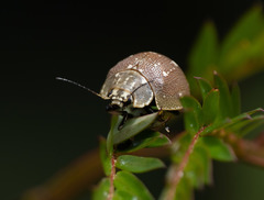 Paropsis aegrota