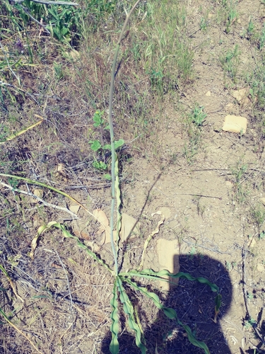 iNaturalist observation photo of wavy-leafed soap plant