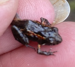 Crinia pseudinsignifera