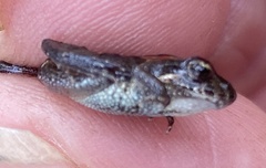 Crinia pseudinsignifera