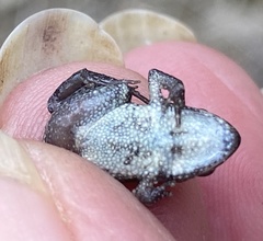 Crinia pseudinsignifera