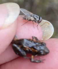 Crinia pseudinsignifera