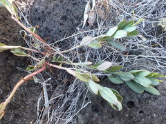 Talinum fruticosum