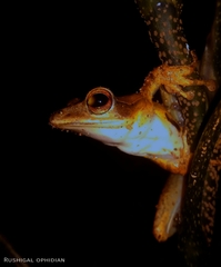 Polypedates occidentalis