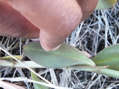Talinum fruticosum