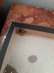Apis mellifera