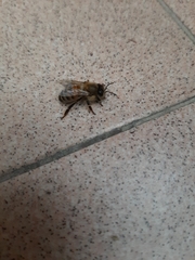 Apis mellifera