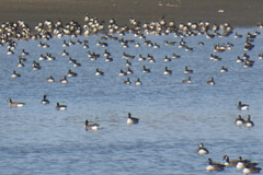 Branta canadensis