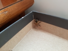 Apis mellifera