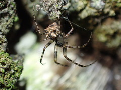Anansi natalensis