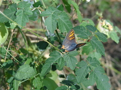 Cigaritis schistacea